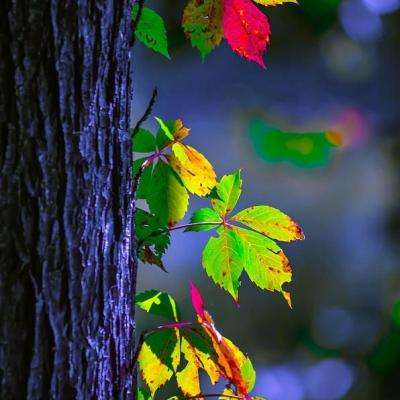 LDSports乐动体育